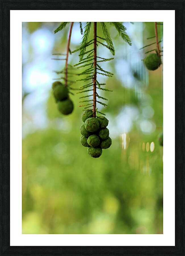 Fruit Picture Frame print