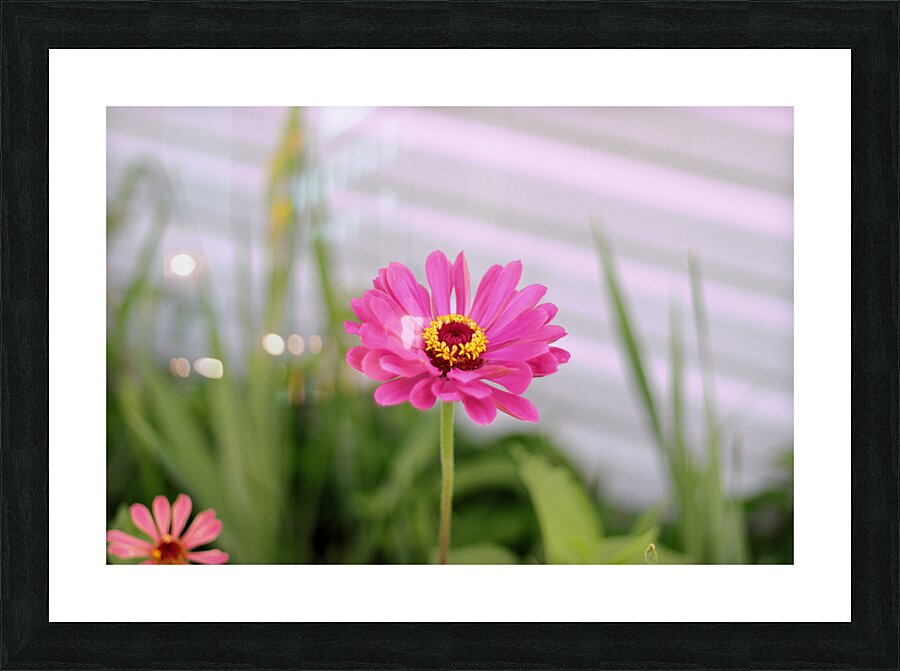 Pink Lady Picture Frame print