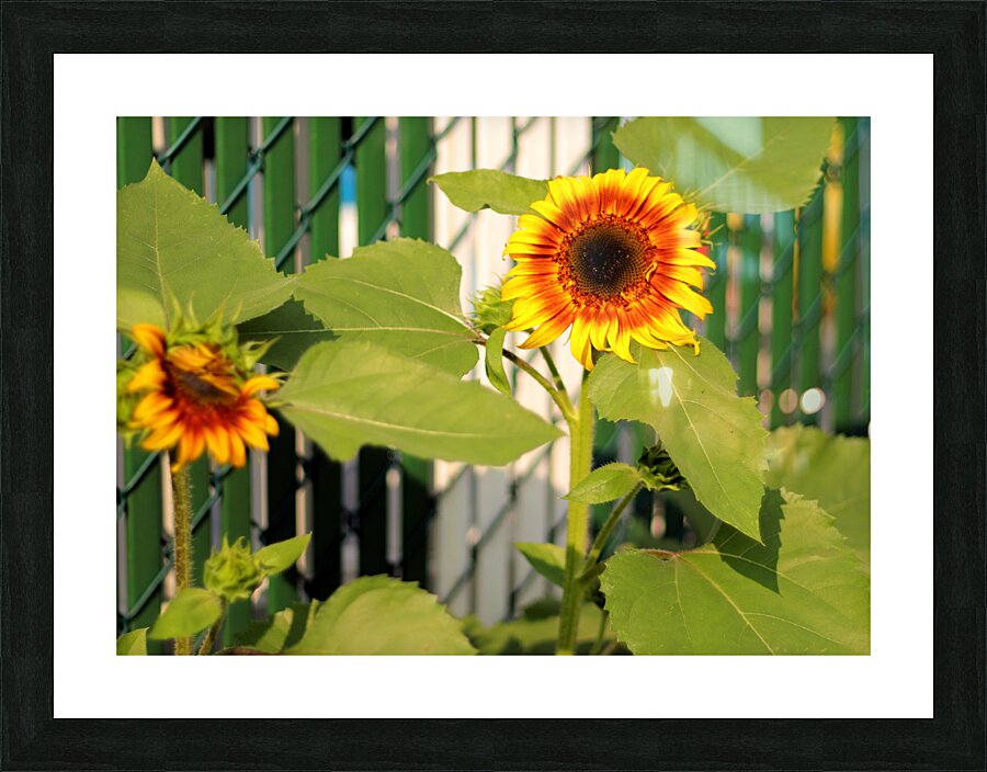 Sunflowers on the Fence Picture Frame print