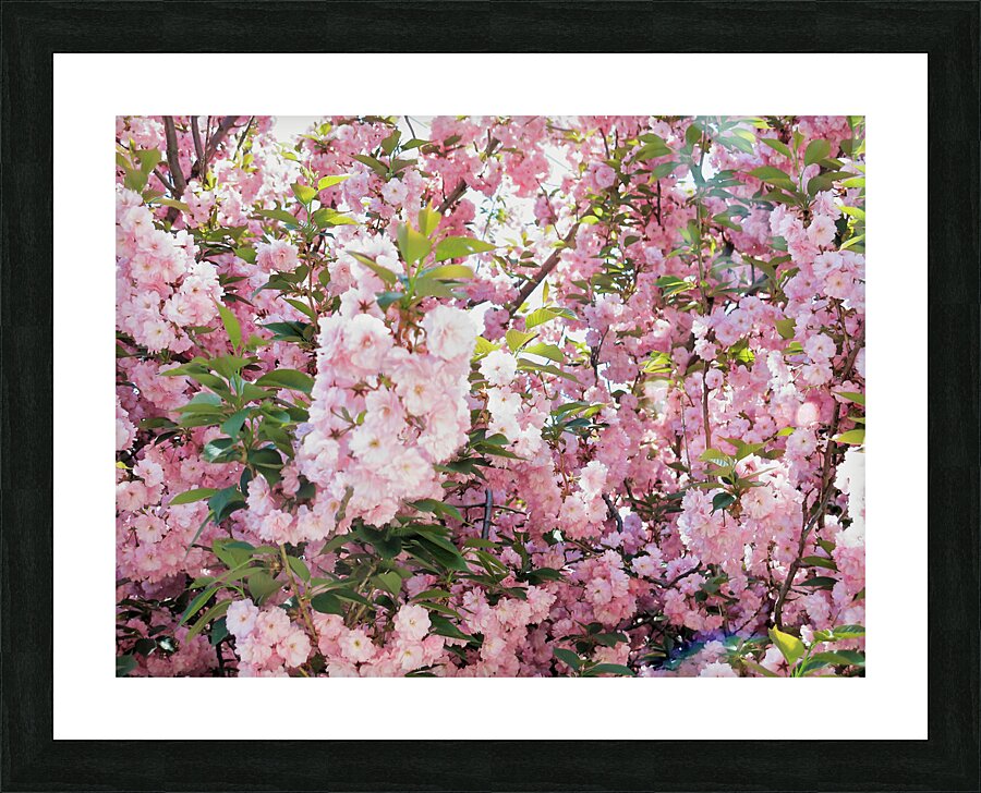 Cherry Blossoms Picture Frame print
