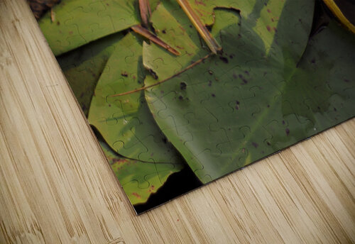 WaterLily Bob McCulloch puzzle