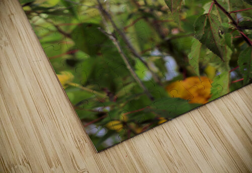 White  Bob McCulloch puzzle