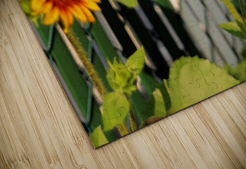 Sunflowers on the Fence Bob McCulloch puzzle