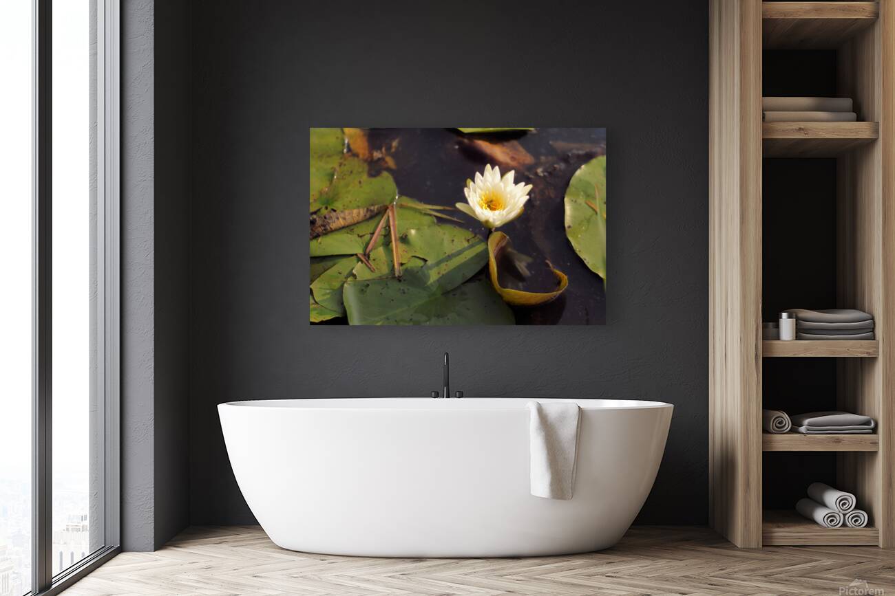 WaterLily Reproduction