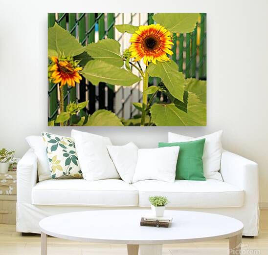 Sunflowers on the Fence Reproduction