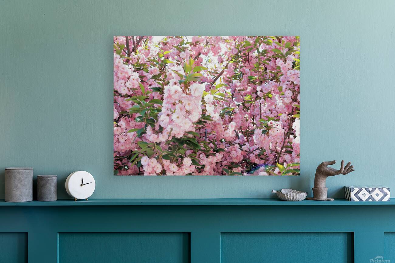 Cherry Blossoms Reproduction