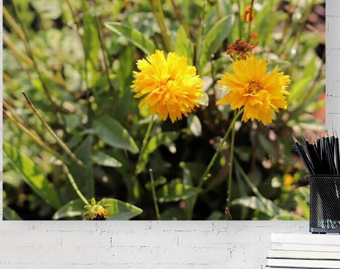 Yellow Bloom Reproduction