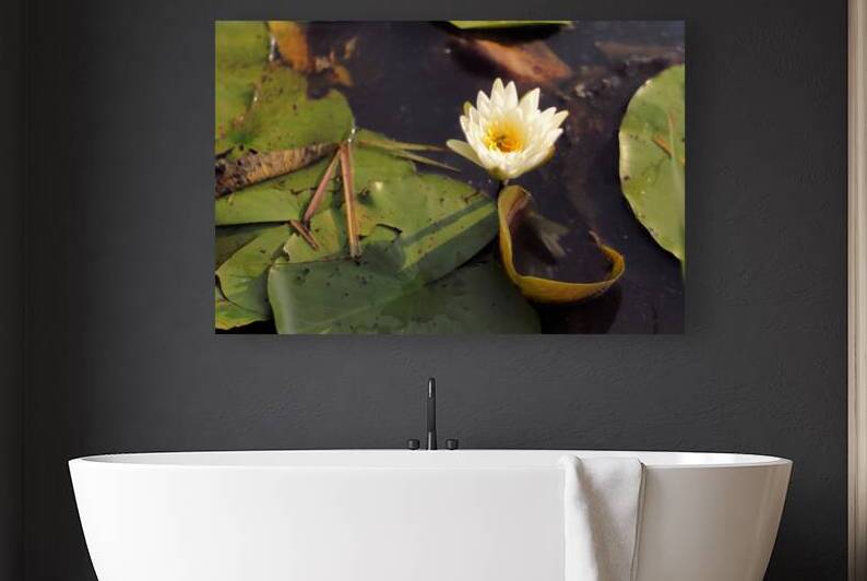WaterLily Reproduction