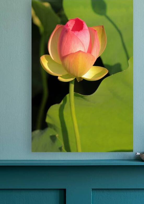 Lotus E Reproduction