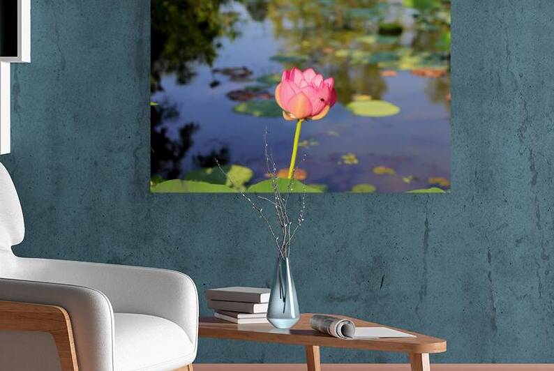 Lotus Pink Reproduction