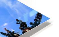 Birches View HD Metal print