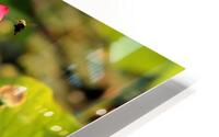 Lotus B HD Metal print