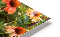 Cone Flowers HD Metal print