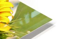 Backyard Sunflower HD Metal print