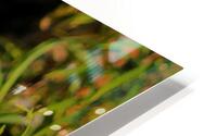 Peek A Boo HD Metal print
