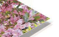 Cherry Blossoms HD Metal print
