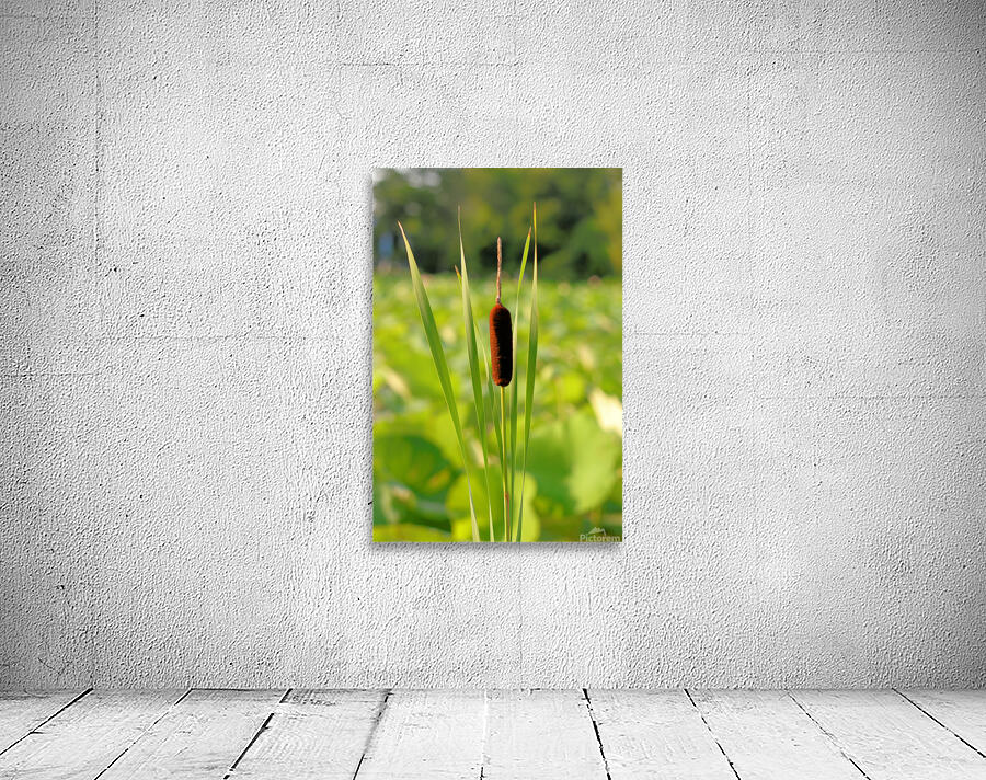 Cattail Wall Preview