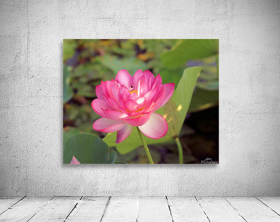 Lotus A Wall Preview
