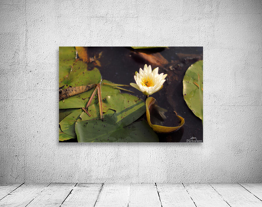 WaterLily Wall Preview
