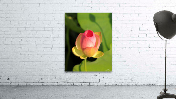 Lotus F Wall Preview
