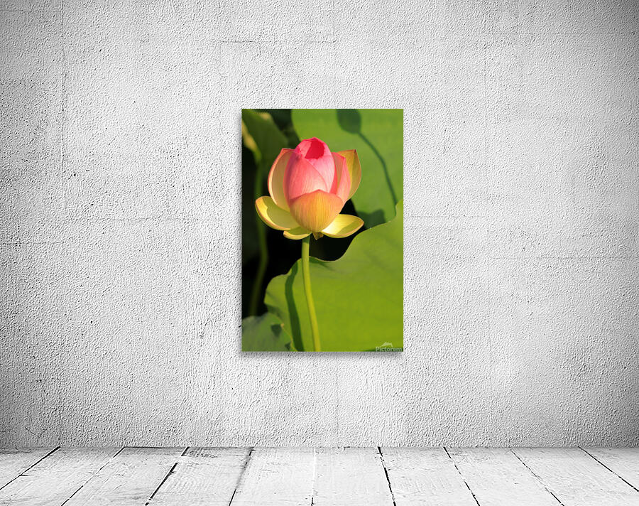 Lotus E Wall Preview