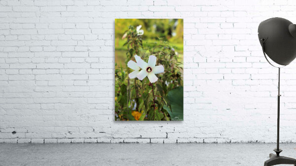 White  Wall Preview