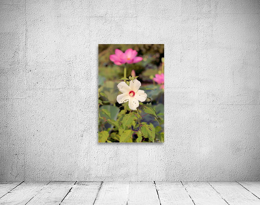 White Too Wall Preview