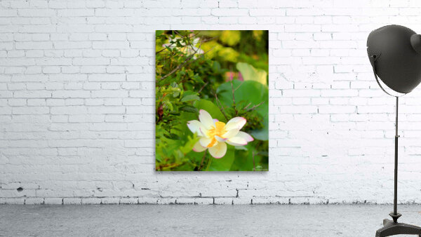 Water Lily Wall Preview