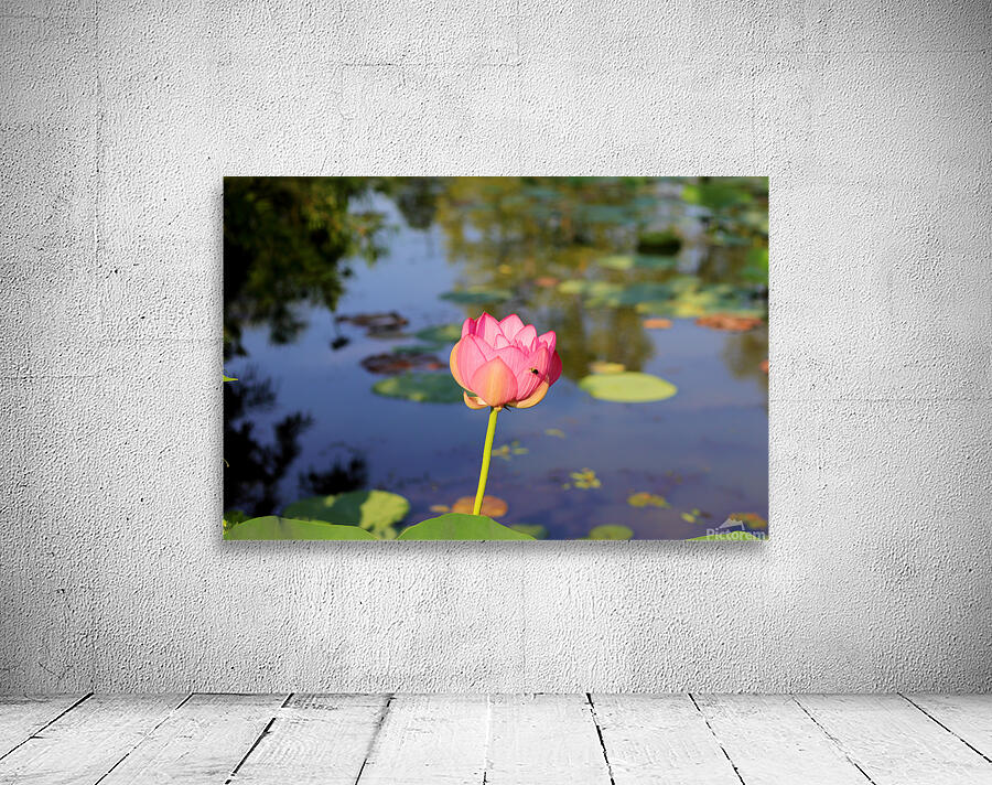 Lotus Pink Wall Preview