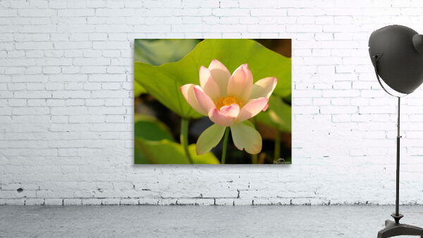 Lotus pale Wall Preview