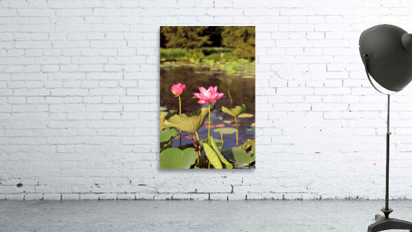 Lotus I Wall Preview