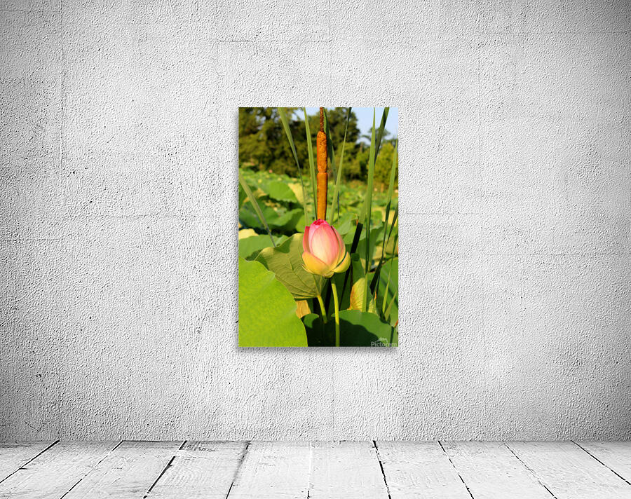 Lotus Bud Wall Preview