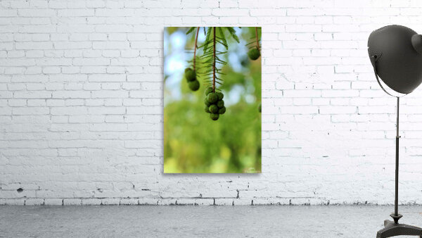 Fruit Wall Preview