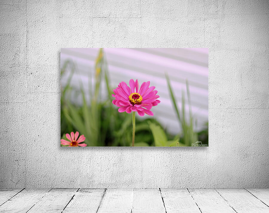 Pink Lady Wall Preview
