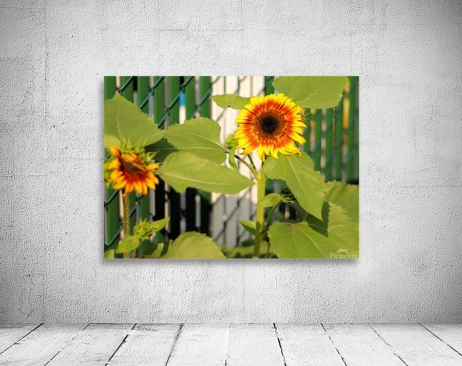 Sunflowers on the Fence Wall Preview