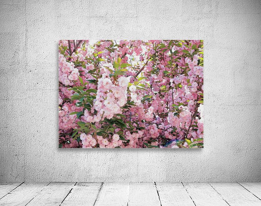 Cherry Blossoms Wall Preview
