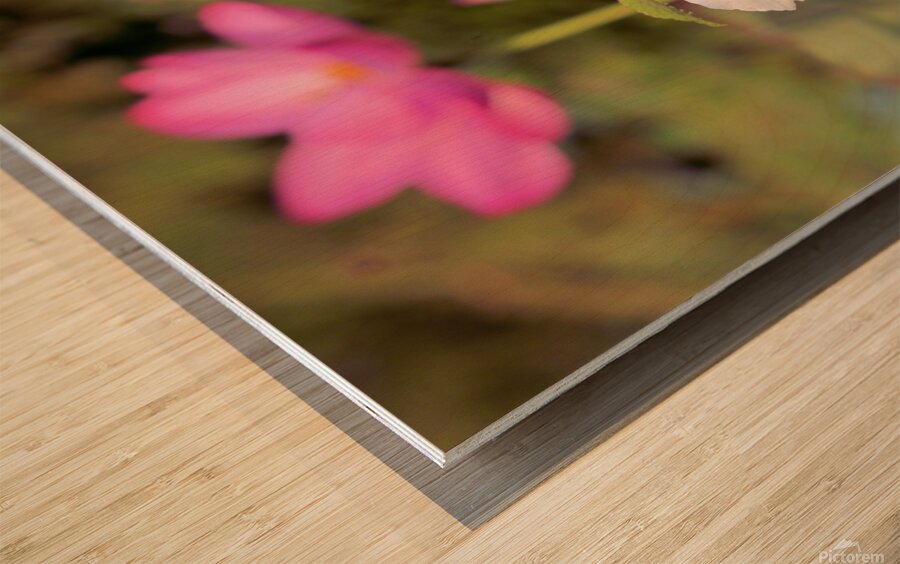 White Too Wood print