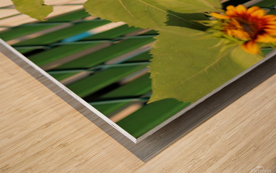 Sunflowers on the Fence Wood print