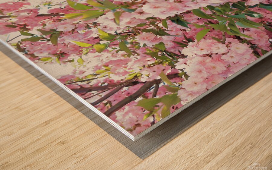 Cherry Blossoms Wood print