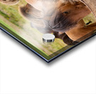 Icelandic horses grazing in a pasture. Acrylic print