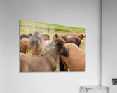 Icelandic horses grazing in a pasture. Acrylic Print