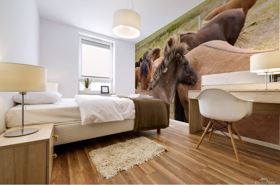 Icelandic horses grazing in a pasture. Mural print