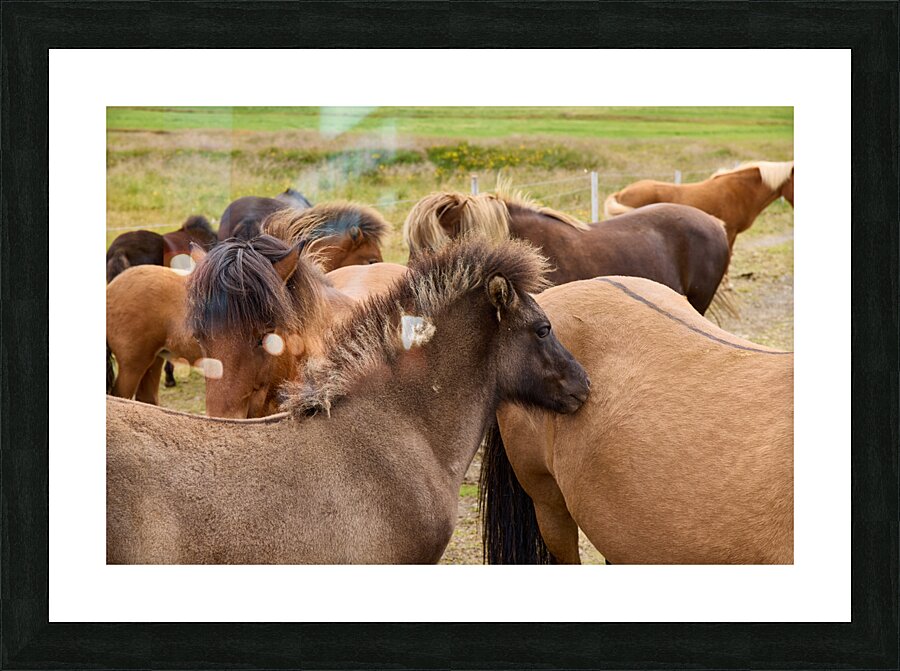 Icelandic horses grazing in a pasture. Picture Frame print