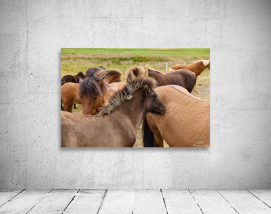Icelandic horses grazing in a pasture. Wall Preview
