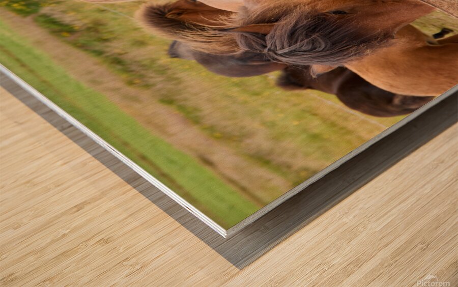 Icelandic horses grazing in a pasture. Wood print
