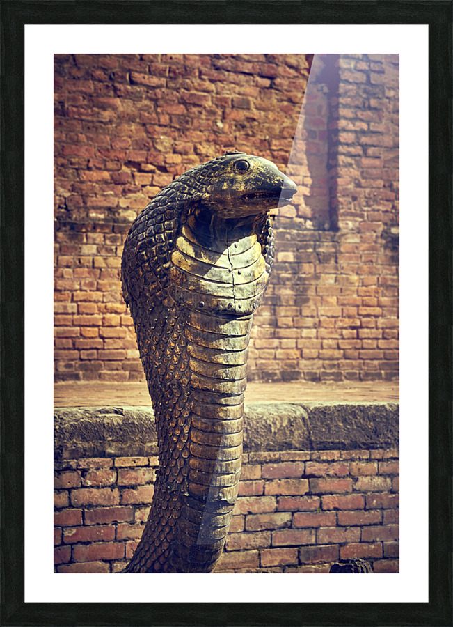 Bronze cobra Picture Frame print