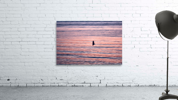Fly free Wall Preview
