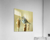 Z8P 9853 M Acrylic Print