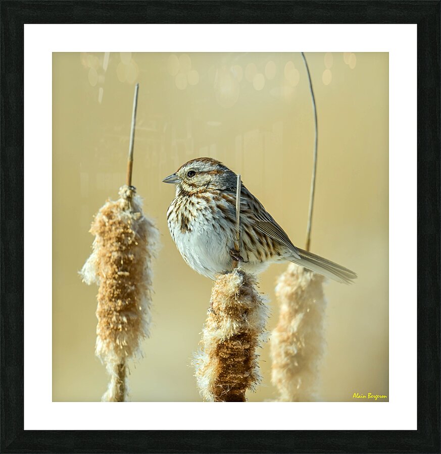 Z8P 9853 M Picture Frame print