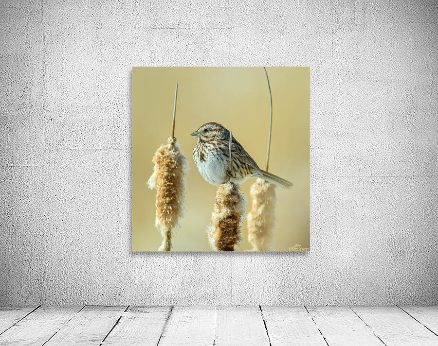 Z8P 9853 M Wall Preview